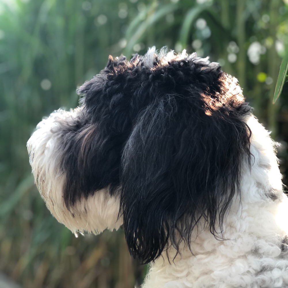 Meet your Posher, Liana